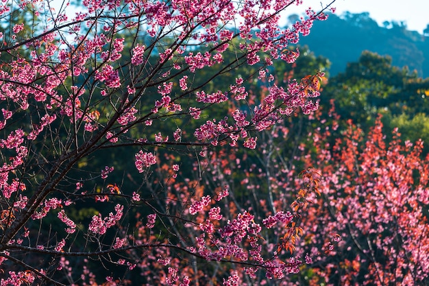 Flor de cerejeira Prunus cerasoides ou Wild Himalayan Cherry