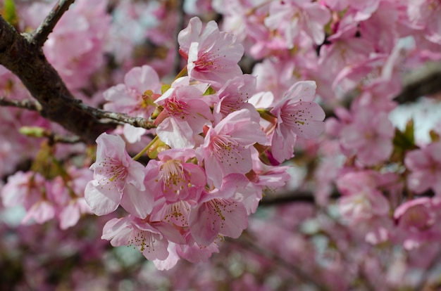 Flor de cerejeira rosa bonita (Sakura) flor em plena floração no Japão