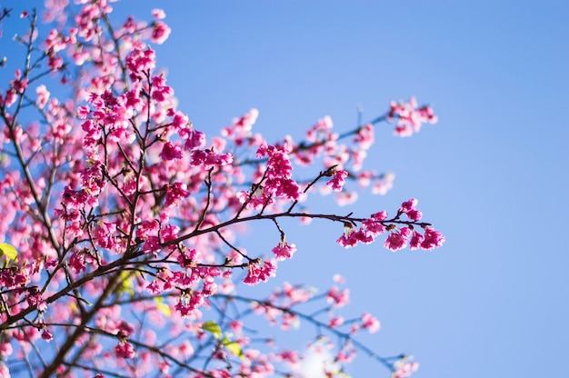 Flor de cerejeira rosa com céu azul