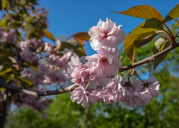 Flor de cerejeira rosa contra o céu azul