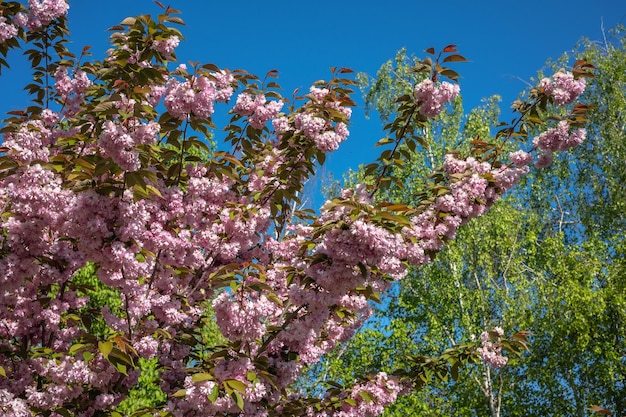 Flor de cerejeira rosa contra o céu azul