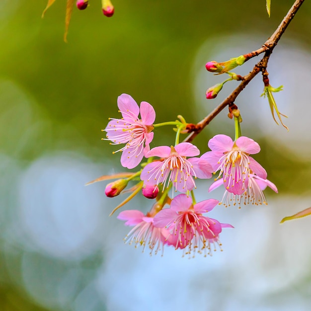 flor de cerejeira rosa do Himalaia