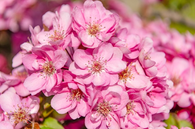 Flor de cerejeira rosa em flores macro de primavera desabrochando