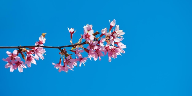 Flor de cerejeira rosa lindas flores cor de rosa de cerejeira japonesa no fundo do céu azul no jardim