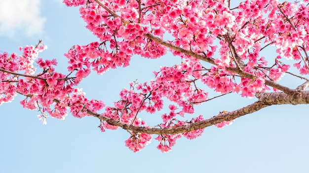 Flor de cerejeira rosa (sakura) em um jardim