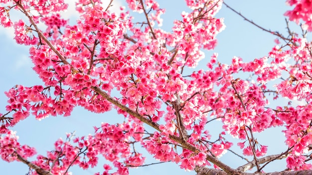 Flor de cerejeira rosa (sakura) em um jardim