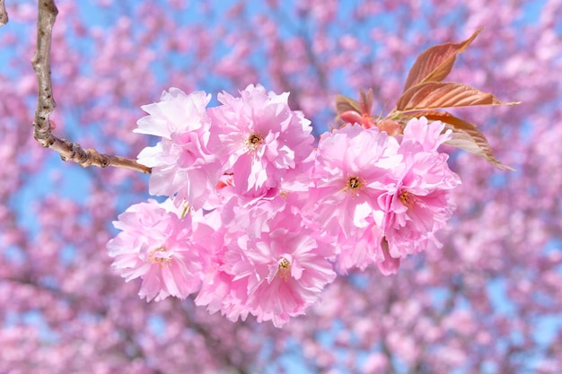 Flor de cerejeira rosa sakura Feche os galhos com flores em um dia brilhante com céu azul atrás