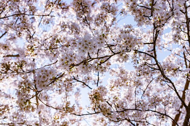 Flor de cerejeira rosa (sakura) no parque