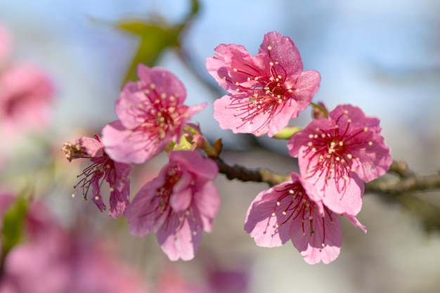 Flor de cerejeira rosa