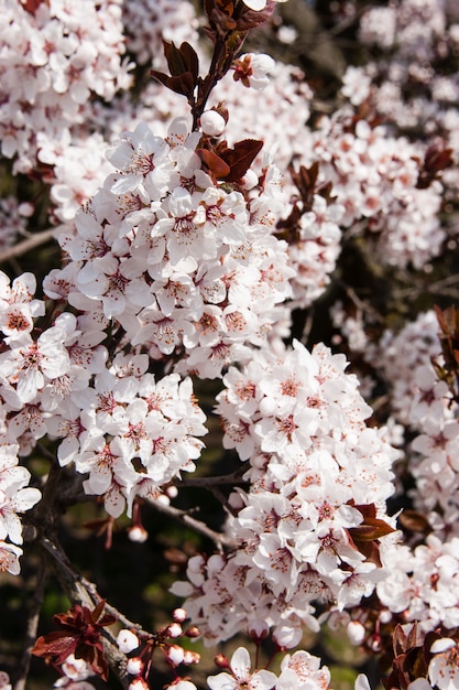 Flor de cerejeira rosa