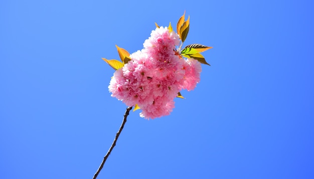 Flor de cerejeira sacura cerejeira para a páscoa e primavera cartões com cópia espaço subaru cereja ...