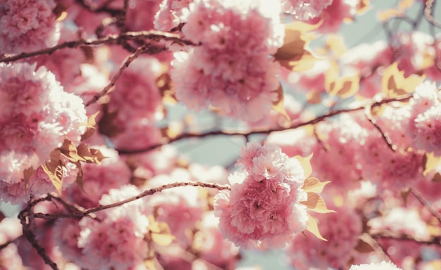 Flor de cerejeira sacura cherrytree bela cena da natureza com árvore florescendo e dia ensolarado sakura fest