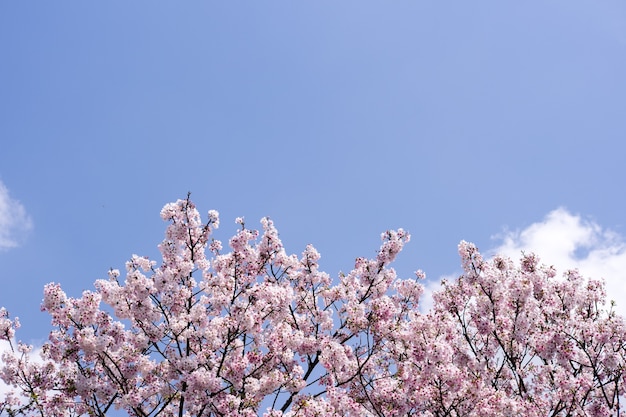 Flor de cerejeira (sakura) com pássaros sob o céu azul no Parque Shinjuku Gyo-en em Tóquio, no Japão. Um bom lugar para vocação na primavera.