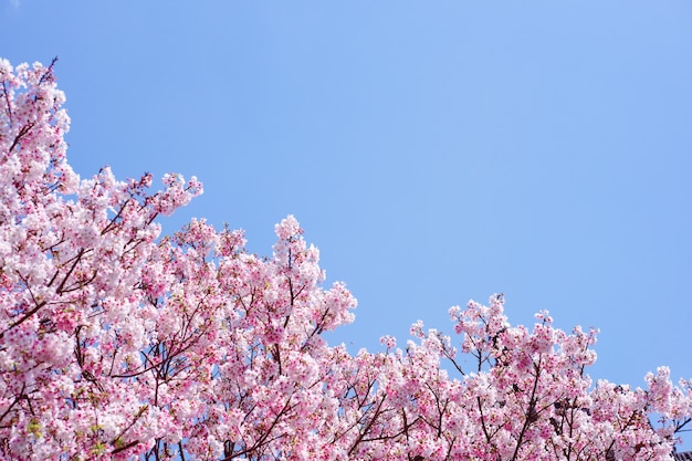 Flor de cerejeira (sakura) com pássaros sob o céu azul no Parque Shinjuku Gyo-en em Tóquio, no Japão. Um bom lugar para vocação na primavera.