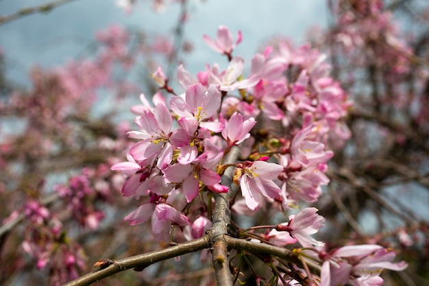 Flor de cerejeira sakura floresce em uma árvore na primavera