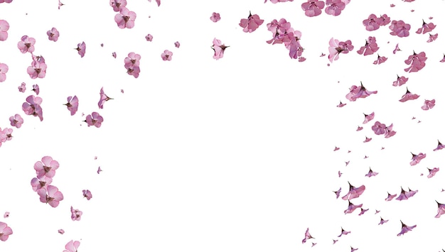 Flor de cerejeira Sakura na renderização 3d de fundo branco