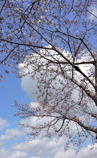 Flor de cerejeira Sakura tirada na primavera no Japão