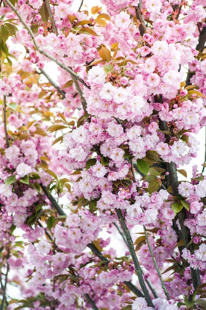 Flor de cerejeira. Sakura.