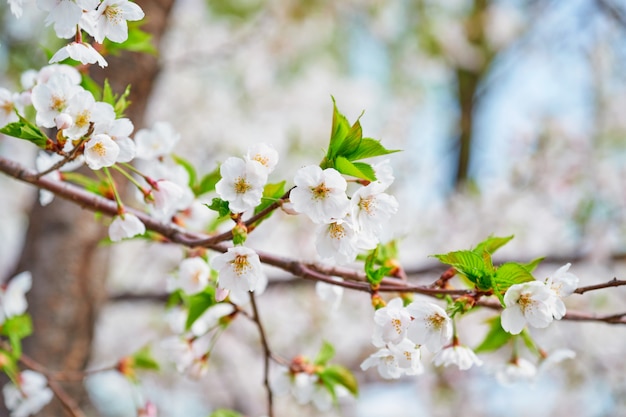 Flor de cerejeira sakura