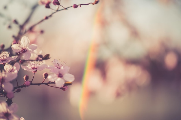 flor de cerejeira sakura