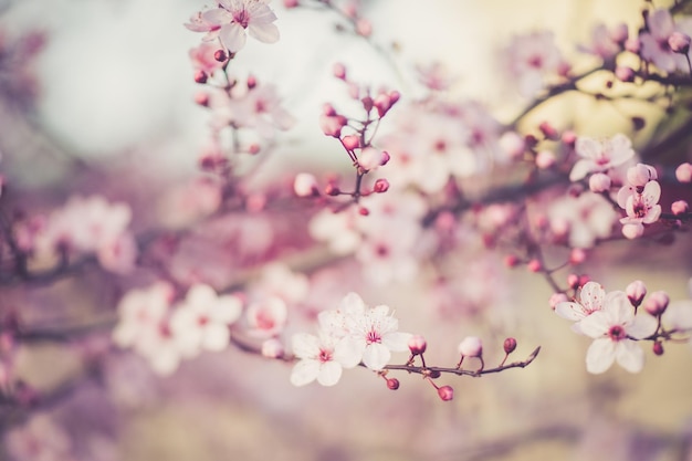 flor de cerejeira sakura