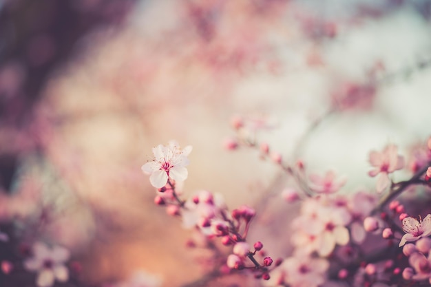 flor de cerejeira sakura