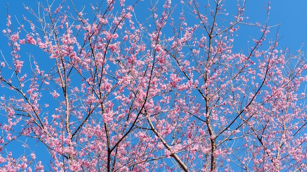 Flor de cerejeira selvagem rosa do Himalaia em um jardim