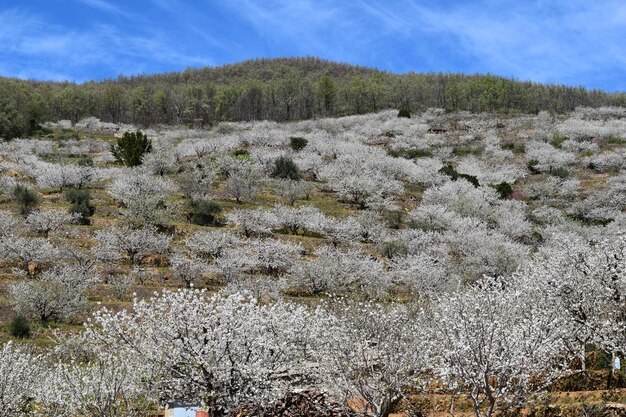 Flor de cerejeira, Vale do Jerte, Espanha