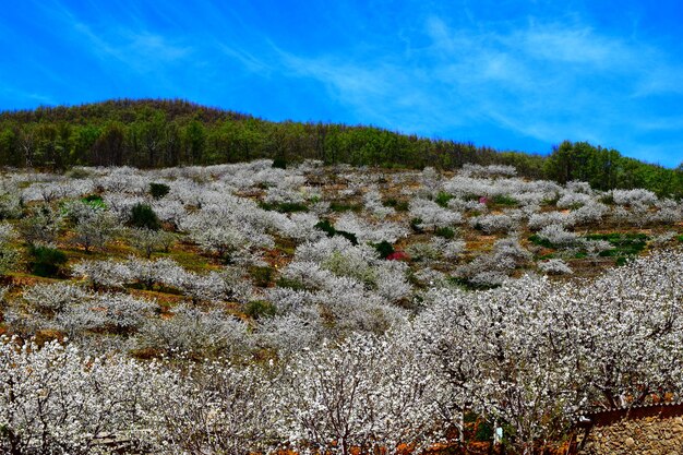 Foto flor de cerejeira, vale do jerte, espanha