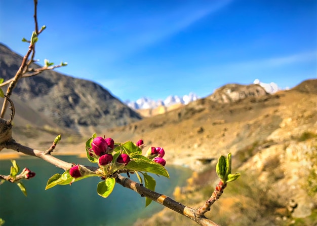 Flor de cerejeira vermelha e montanha com céu azul