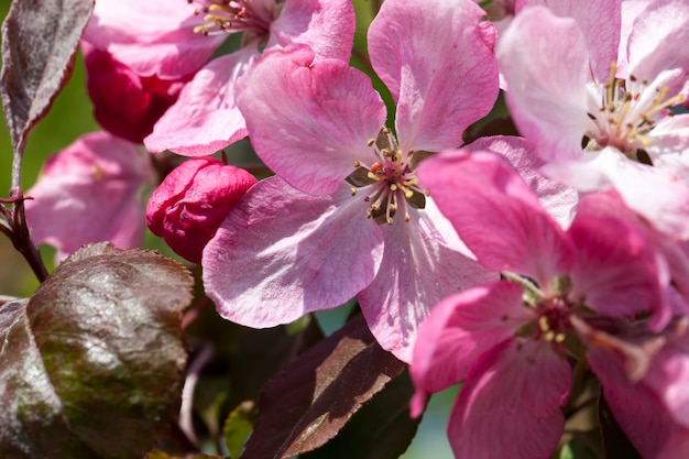 Flor de cerejeira vermelha na primavera