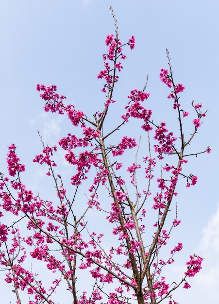 Flor de cerejeira