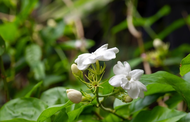 Flor de chá de jasmim, jasmim árabe, em foco superficial