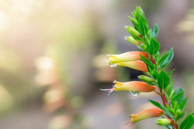 Flor de chama, videira de cracker com gotas de água em um fundo desfocado