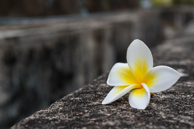 Flor de champa