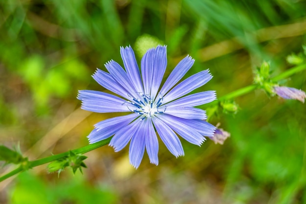 Flor de chicória de crescimento selvagem de beleza comum na foto de prado de fundo, consistindo de chicória de flor de crescimento selvagem comum a prado de grama chicória de flor de crescimento selvagem comum na zona rural de prado