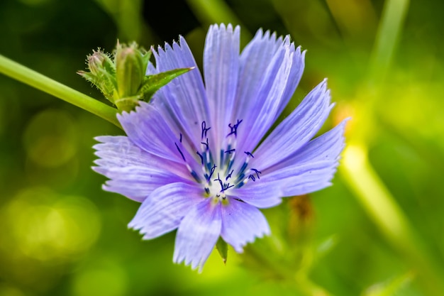 Flor de chicória de crescimento selvagem de beleza comum na foto de prado de fundo, consistindo de chicória de flor de crescimento selvagem comum a prado de grama chicória de flor de crescimento selvagem comum na zona rural de prado