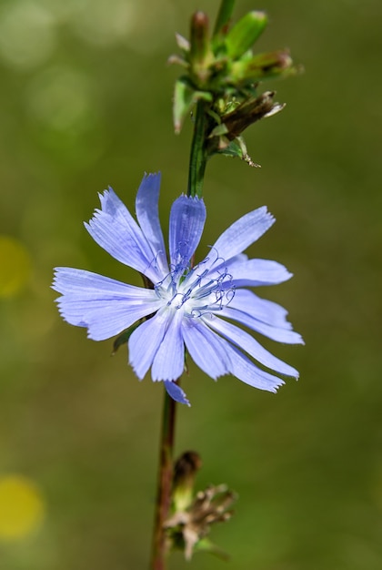 Flor de chicória em fundo verde desfocado. flores e plantas