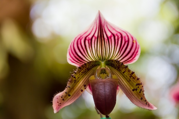 Flor de chinelo de senhora