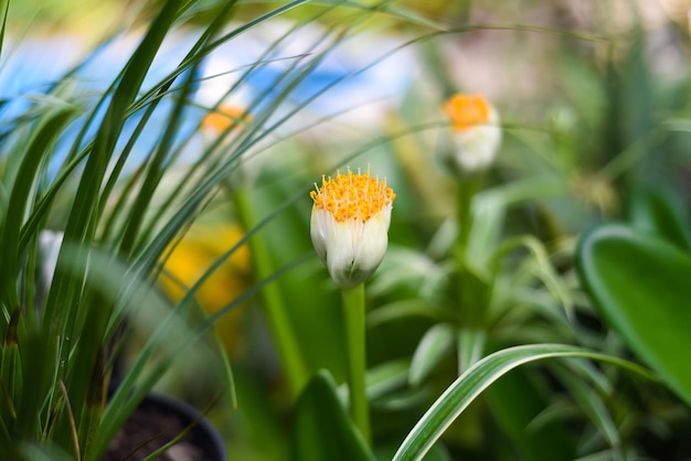 Flor de Chlorophytum comosum geralmente chamada de planta de aranha ou planta de arã comum de perto