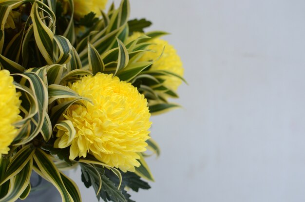 Flor de Chrusanthemum amarelo sobre fundo branco