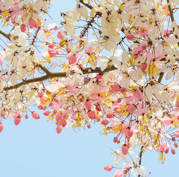 Flor de chuveiro rosa (Cassia javanica)