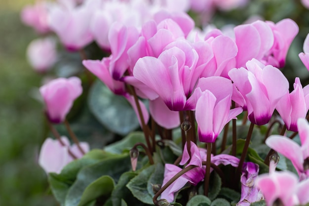 Flor de ciclame no jardim no ensolarado dia de verão ou primavera | Foto  Premium