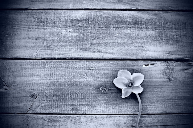 Flor de ciclâmen em um fundo de madeira preto Uma flor com cinco pétalas Copie o espaço Cartão floral com ciclâmen Estilo pastoral rústico Preto e branco monocromático Com arrependimento Desculpe cartão postal