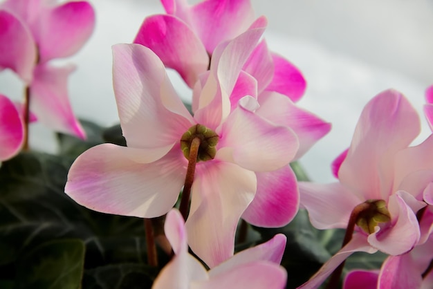 Flor de ciclâmen Pétalas rosa pálidas de planta de casa Luz do dia