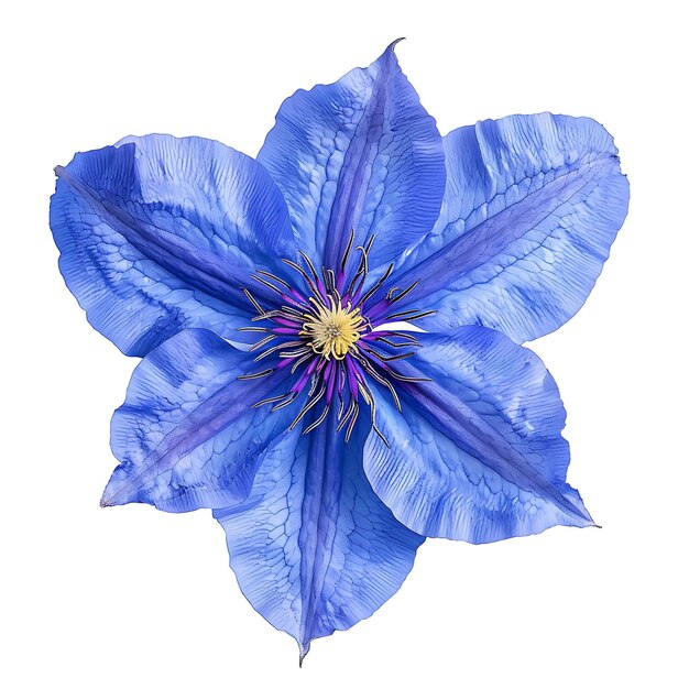 Foto flor de clematis com azul cobalto e cor marcante o fluxo clipart isolado em branco bg natural