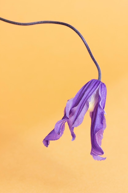 Foto flor de clematite em um vaso de vidro em um fundo colorido