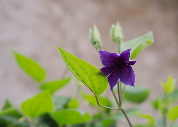 Flor de clematite roxa no jardim