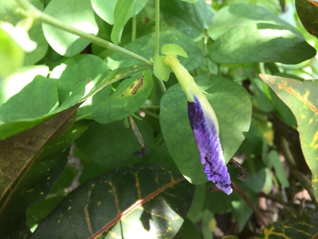 Flor de Clitoria ternatea que ainda está em botão com sua bela cor característica