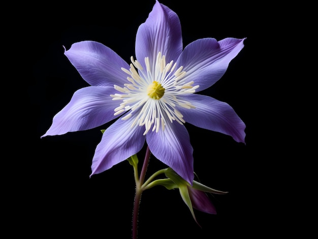 Flor de Columbine em fundo de estúdio flor de Columbine única flor de flor bonita imagem gerada por ai